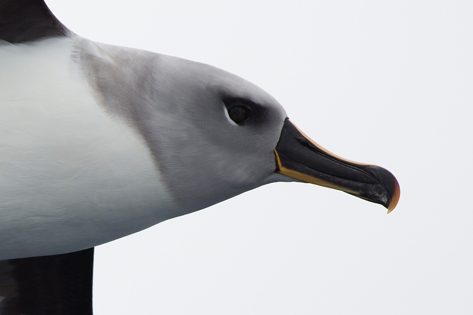 Grey-headed Albatross (Thalassarche chrysostoma)